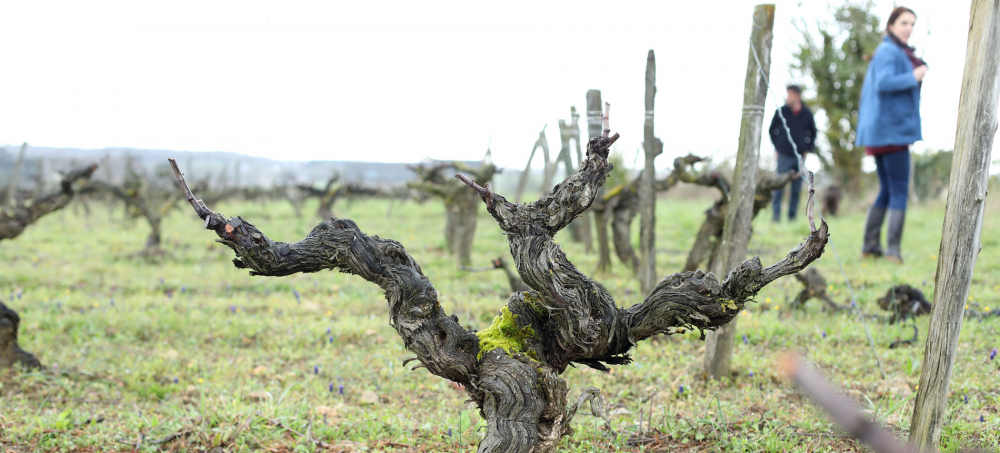 nearly century-old vines at Domaine du Collier
